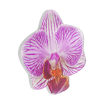 Lilio — PopTop - US 37922